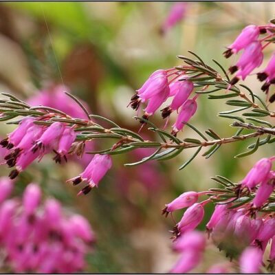 fiori di erica carnea scopina