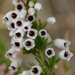 fiori di erica lusitanica