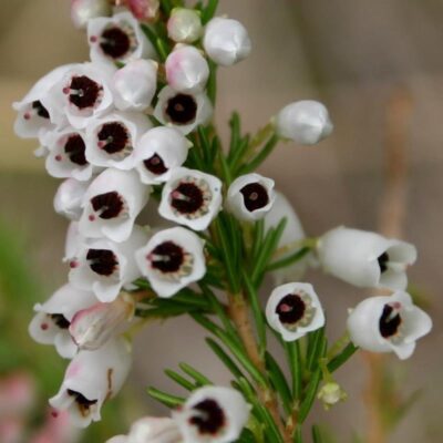 fiori di erica lusitanica
