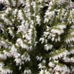 fiori di erica x darleyensis