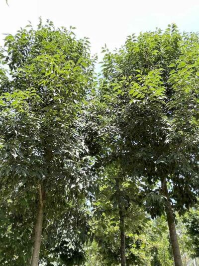 Esemplari di Celtis australis BAGOLARO