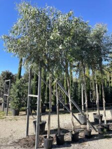 Eucalyptus Camaldulensis EUCALIPTO Alto Fusto - Vivai Frappetta