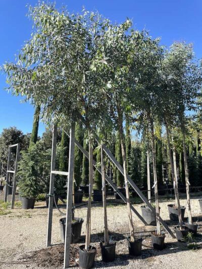 Eucalyptus Camaldulensis EUCALIPTO Alto Fusto - Vivai Frappetta