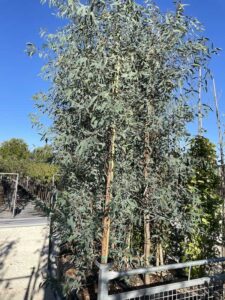 Eucalyptus Camaldulensis EUCALIPTO Ramificato - Vivai Frappetta