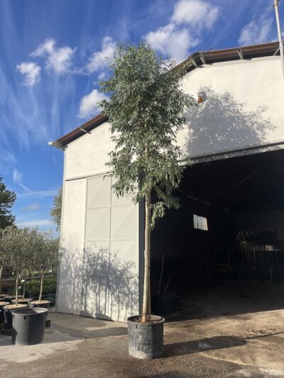 Eucalyptus camaldulensis EUCALIPTO