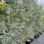 Eucalyptus camaldulensis EUCALIPTO - Vivai Frappetta