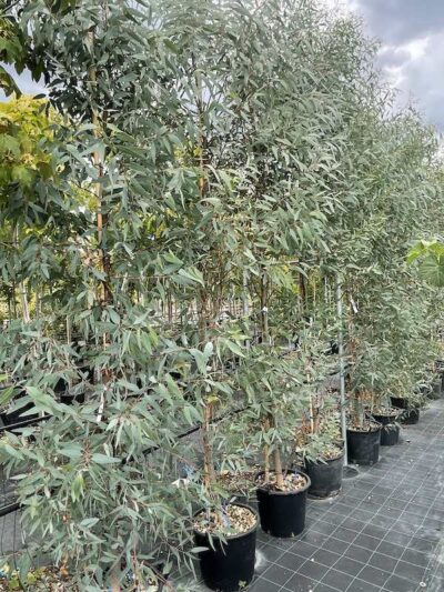 Eucalyptus camaldulensis EUCALIPTO - Vivai Frappetta