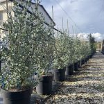 Eucalyptus gunnii EUCALIPTO CL9