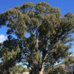 primo piano di eucalyptus trabuti