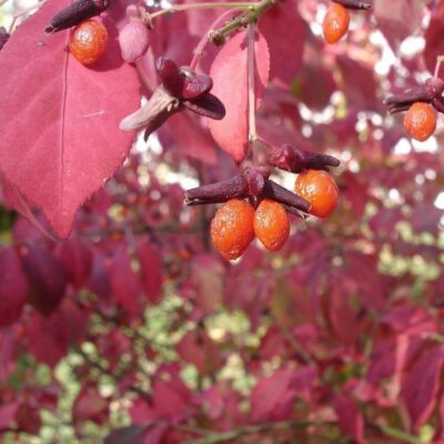 foglie e frutti di euonymus europaeus atropurpureus