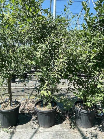 Euonymus europaeus EVONIMO