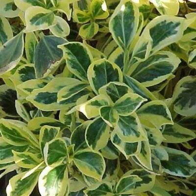 foglie di euonymus fortunei