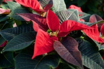Euphorbia pulcherrima STELLA DI NATALE - immagine 12
