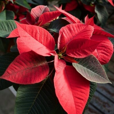 Euphorbia pulcherrima STELLA DI NATALE - immagine 14