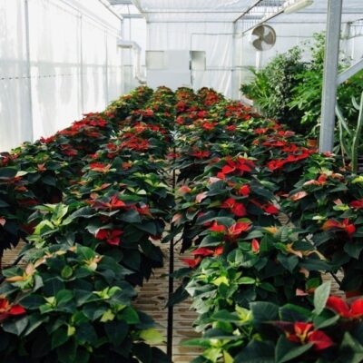 Euphorbia pulcherrima STELLA DI NATALE - immagine 15