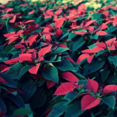 Euphorbia pulcherrima STELLA DI NATALE - immagine 13