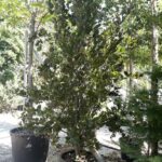 Fagus sylvatica 'Purpurea Mayor' - FAGGIO COMUNE