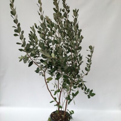 Pianta di feijoa sellowiana guajabo del brasile