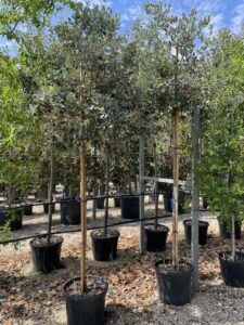 Feijoa sellowiana 'Mammoth' Alto Fusto Vivai Frappetta