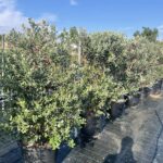 Feijoa sellowiana 'Mammoth' - Vivai Frappetta