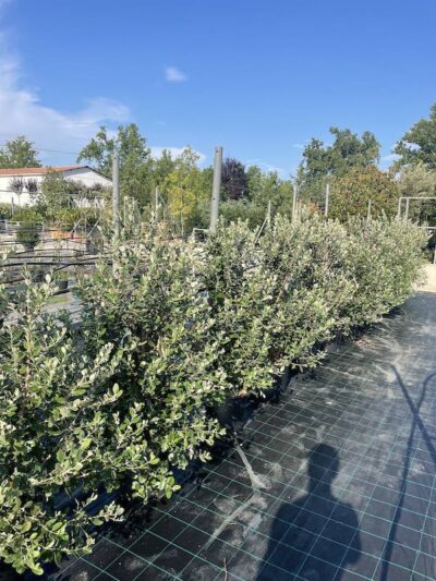 Feijoa sellowiana 'Mammoth' - Vivai Frappetta 2