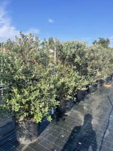 Feijoa sellowiana 'Mammoth' - Vivai Frappetta