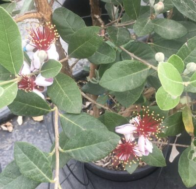 Feijoa sellowiana 'Mammoth' - fiori1
