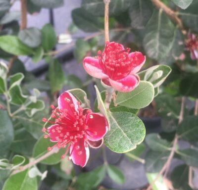 Feijoa sellowiana 'Mammoth' - fiori2