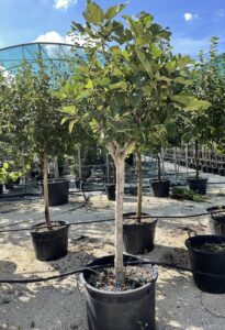 Fico Fiorone CT 18-20