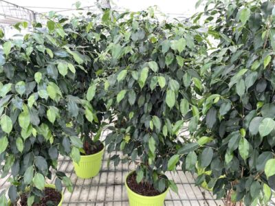 Ficus benjamina Cespuglio