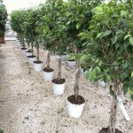 Ficus benjamina - Vivai Frappetta