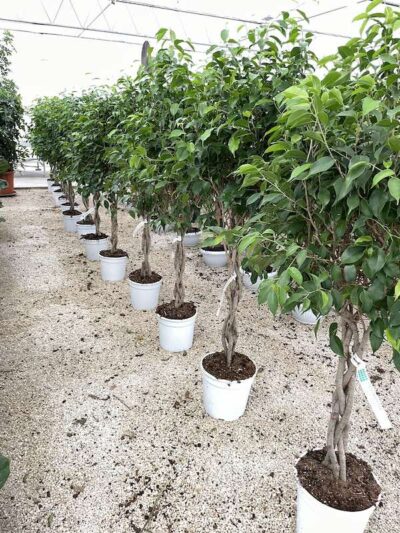 Ficus benjamina - Vivai Frappetta