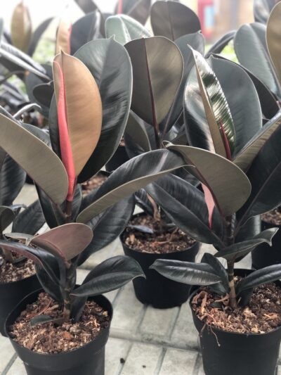 Ficus elastica 'Abidjan'