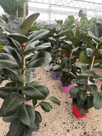 Ficus elastica 'Robusta' 150-175