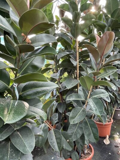 Ficus elastica 'Robusta' - vivai Frappetta