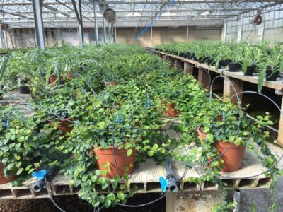 Piante di Ficus repens (=F. pumila) ui bancali di coltivazione nelle serre dei Vivai Frapetta