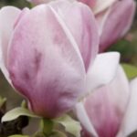 Fiore Magnolia soulangeana 'Cameo'