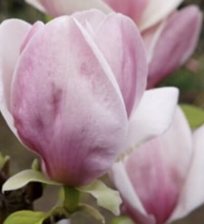 Fiore Magnolia soulangeana 'Cameo'