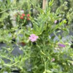 Fiore di Jasminum beesianum GELSOMINO ROSA