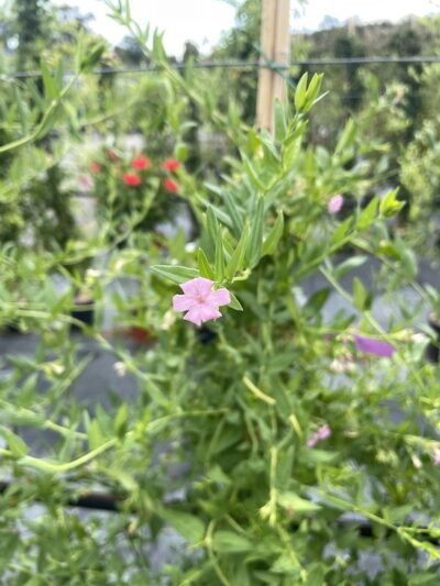 Fiore di Jasminum beesianum GELSOMINO ROSA