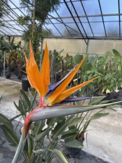 Fiore di Strelitzia reginae Vivai Frappetta