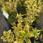 Foglie Euonymus japonicus ‘Aureus’ EVONIMO