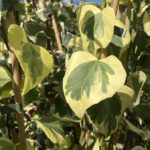 Foglie Hedera colchica 'Dentata Aurea' Vivai Frappetta