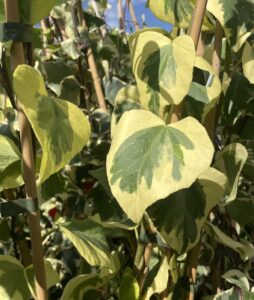 Foglie Hedera colchica 'Dentata Aurea' Vivai Frappetta