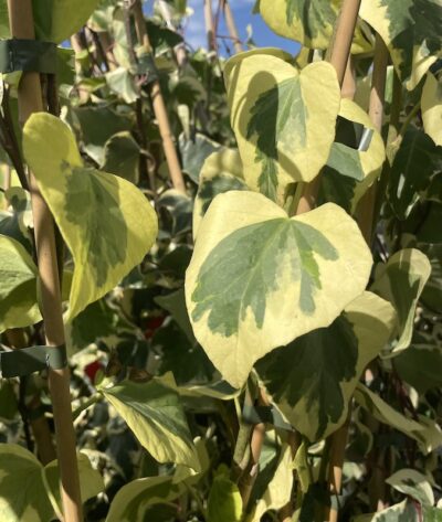 Foglie Hedera colchica 'Dentata Aurea' Vivai Frappetta