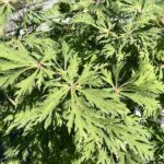 Foglie di Acer japonicum 'Aconitifolium'
