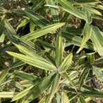 Foglie di Bambusa nana 'Variegata' - Vivai Frappetta