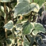 Foglie di Hedera canariensis 'Gloire de Marengo' - Vivai Frappetta
