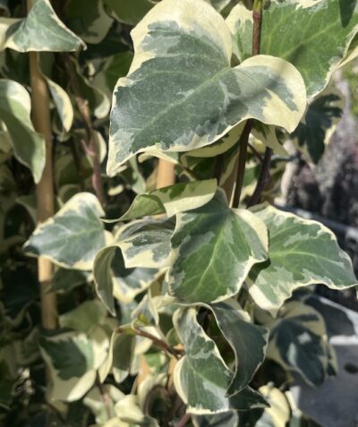 Foglie di Hedera canariensis 'Gloire de Marengo' - Vivai Frappetta