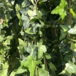 Foglie di Hedera helix - Vivai Frappetta